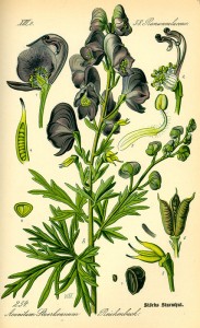 Aconitum napellus